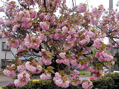 代官所の八重桜