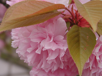 代官所の八重桜