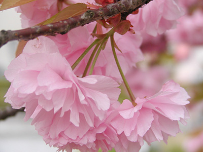 代官所の八重桜