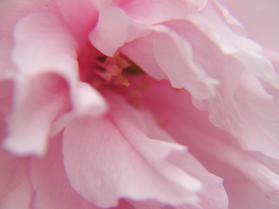 代官所の八重桜