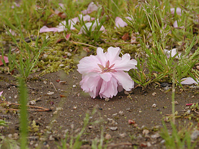 代官所の八重桜