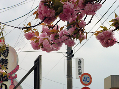 代官所の八重桜