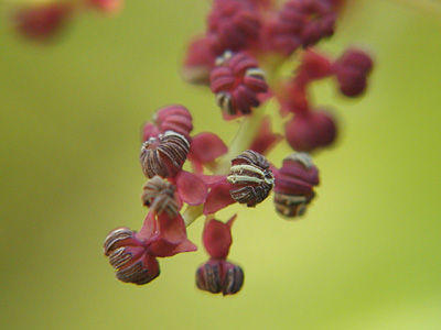 アケビの雄花