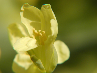 キャベツの花