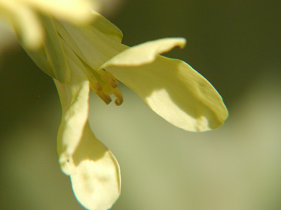 キャベツの花
