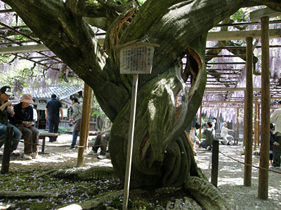 北方博物館の藤