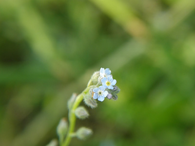 草花