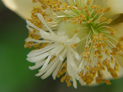 キーウィフルーツの花