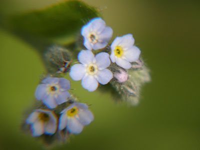 草花