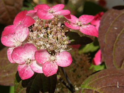 山紫陽花