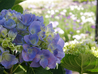 瓢湖の紫陽花