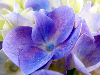 瓢湖の紫陽花