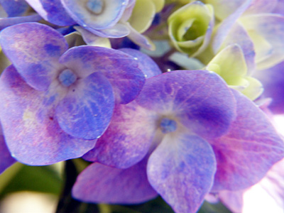 瓢湖の紫陽花