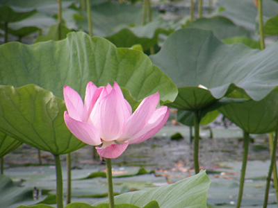 瓢湖の蓮