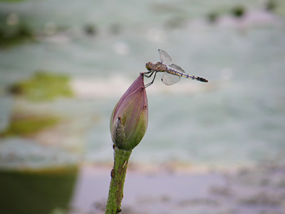 瓢湖の蓮