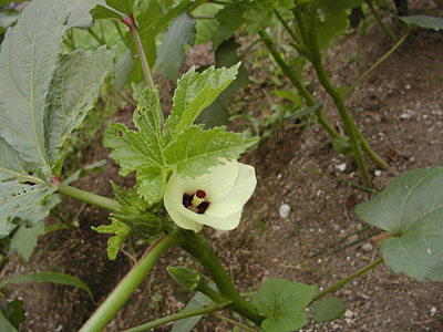 オクラの花