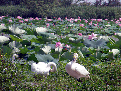 白鳥と蓮