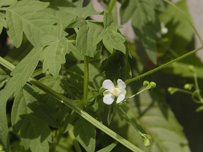 何の花？