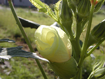 オクラの花