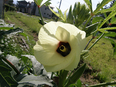 オクラの花