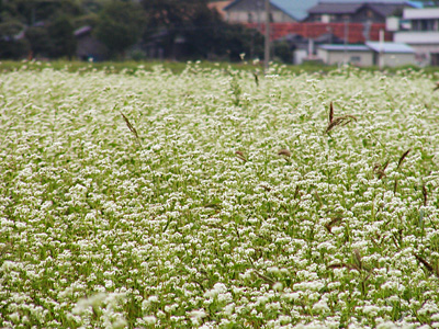 そばの花