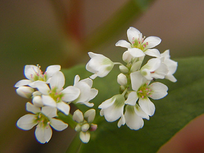 そばの花