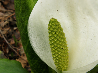 水芭蕉