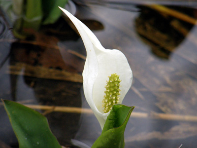 水芭蕉