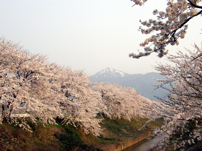 桜