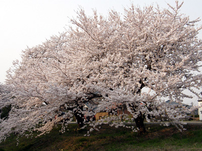 桜