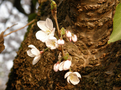 桜