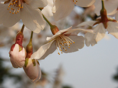 桜