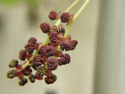 アケビの雄花