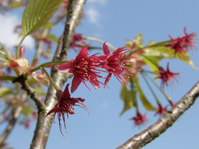 八重桜