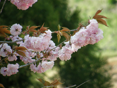 八重桜