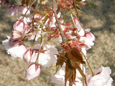 八重桜