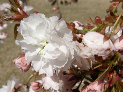 八重桜