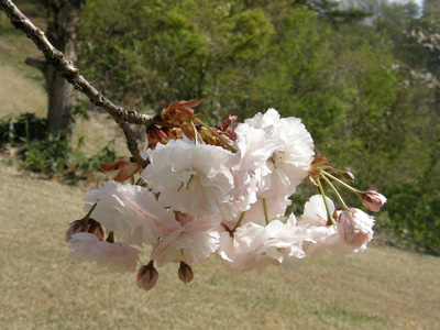 八重桜