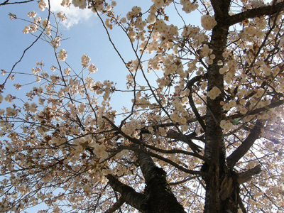 八重桜