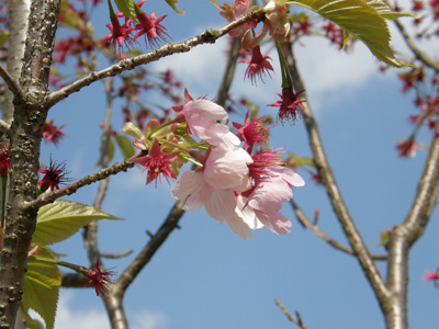 八重桜