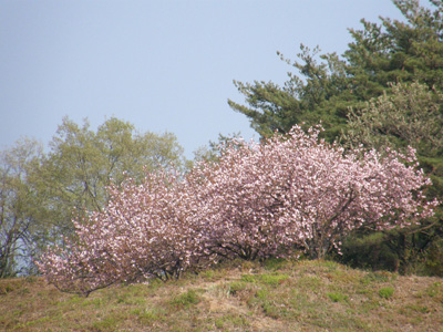 八重桜