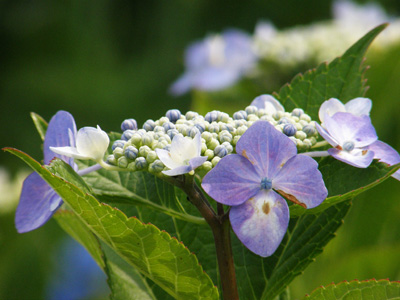 紫陽花