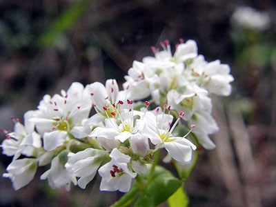 そばの花