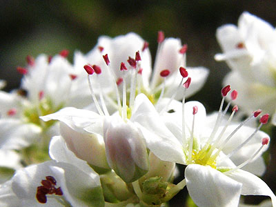 そばの花