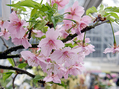 河津桜