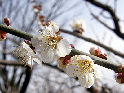 梅の花