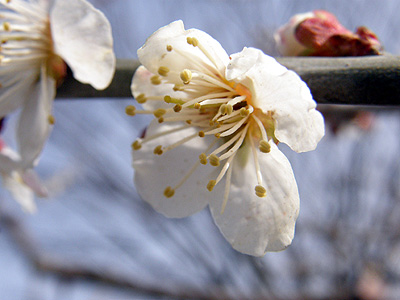 梅の花