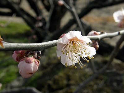 梅の花