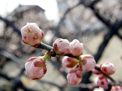 梅の花