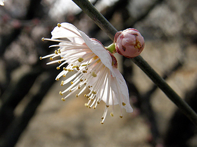 梅の花